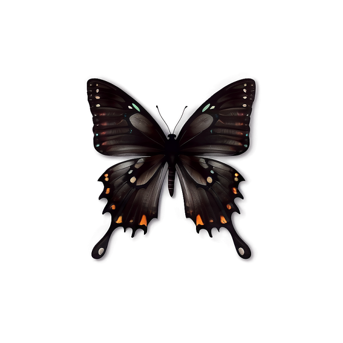 a black and orange butterfly on a white background