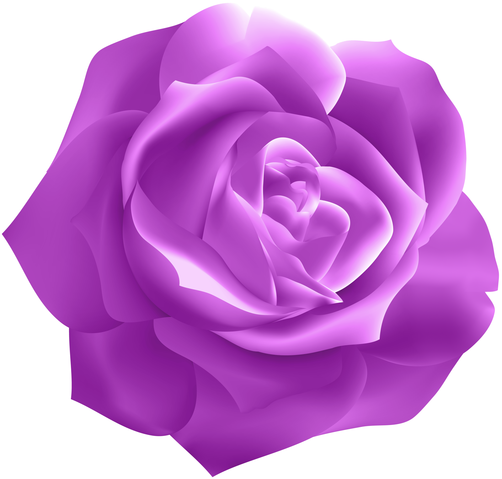 a purple rose on a white background