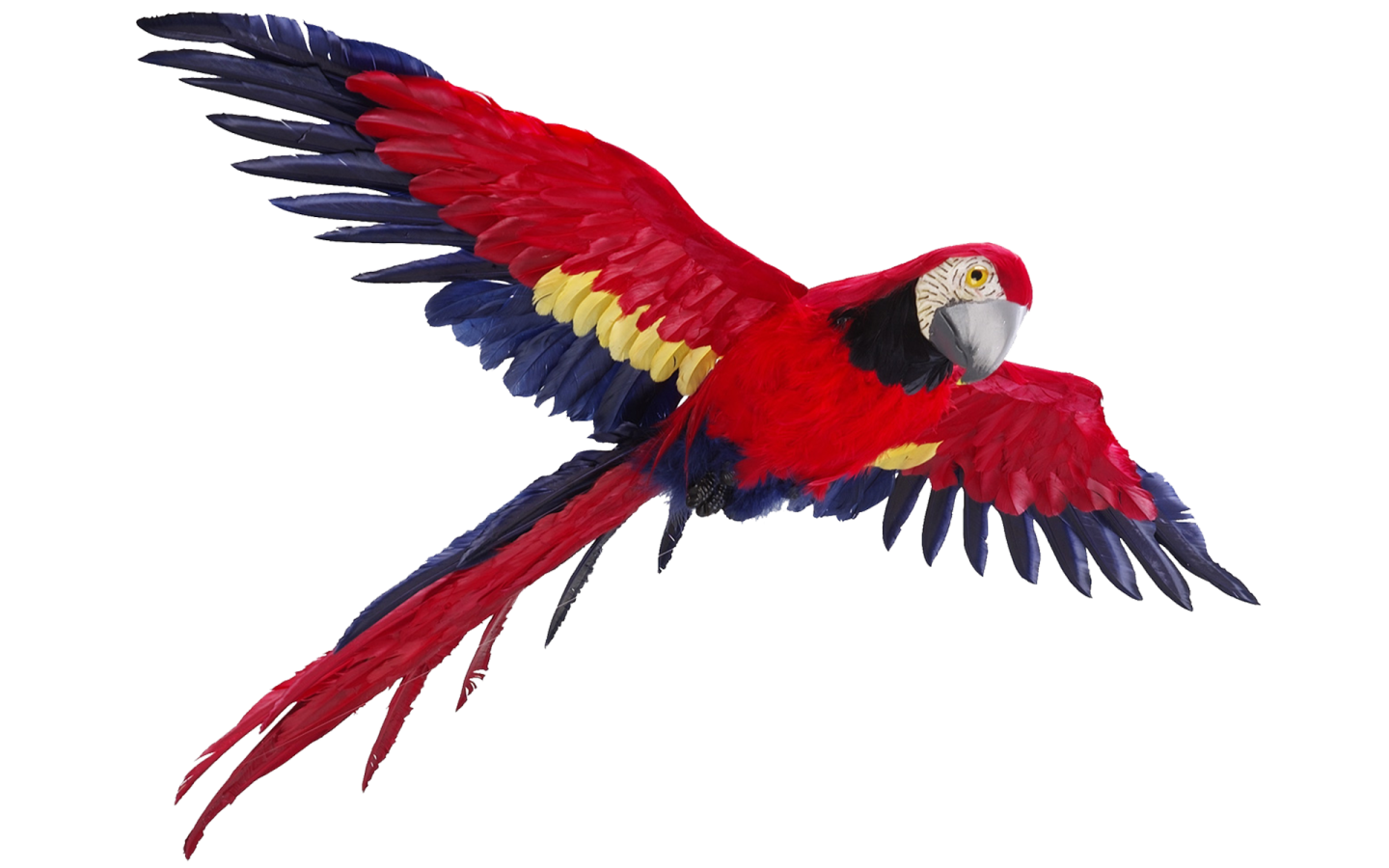 a red and yellow parrot flying in the air
