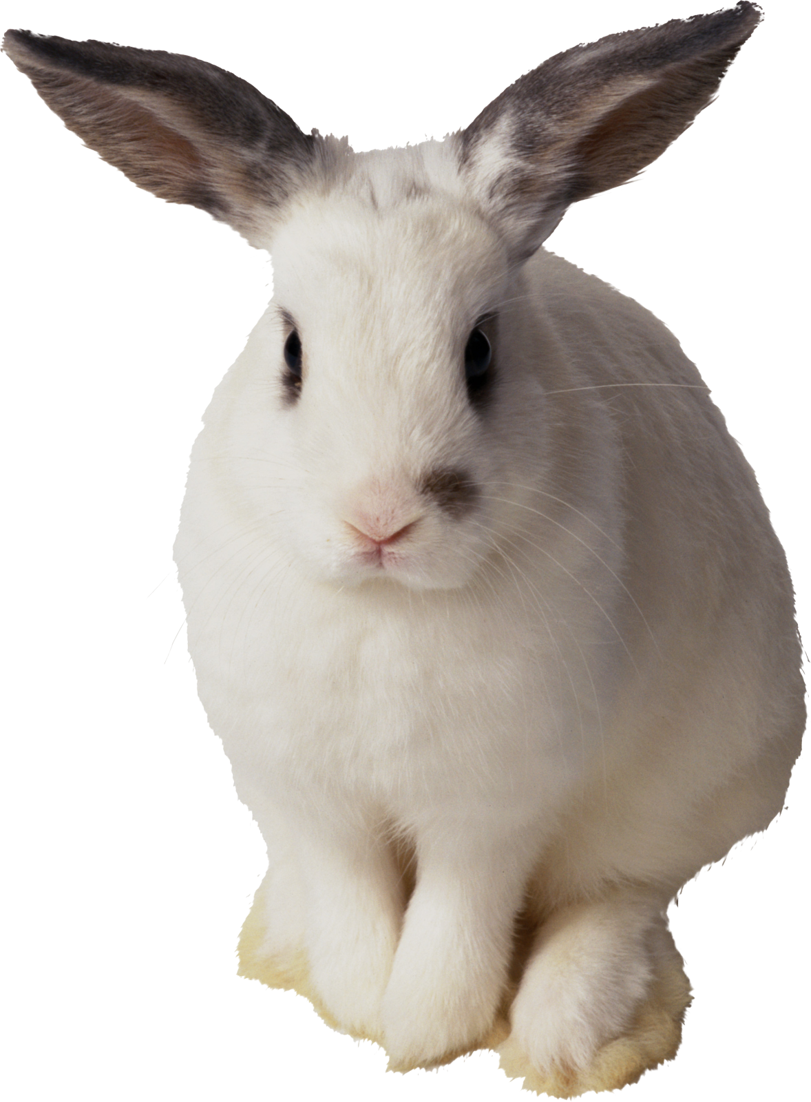 a white rabbit sitting on top of a table