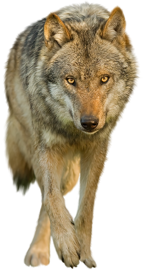 a wolf is walking in the snow