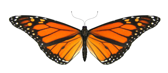 a monarch butterfly on a white background