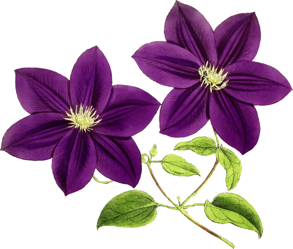 two purple clantia flowers with green leaves