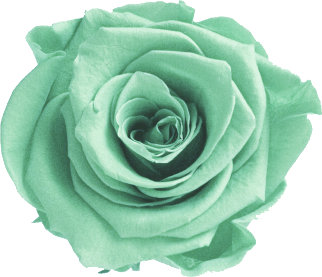 a green rose on a white background