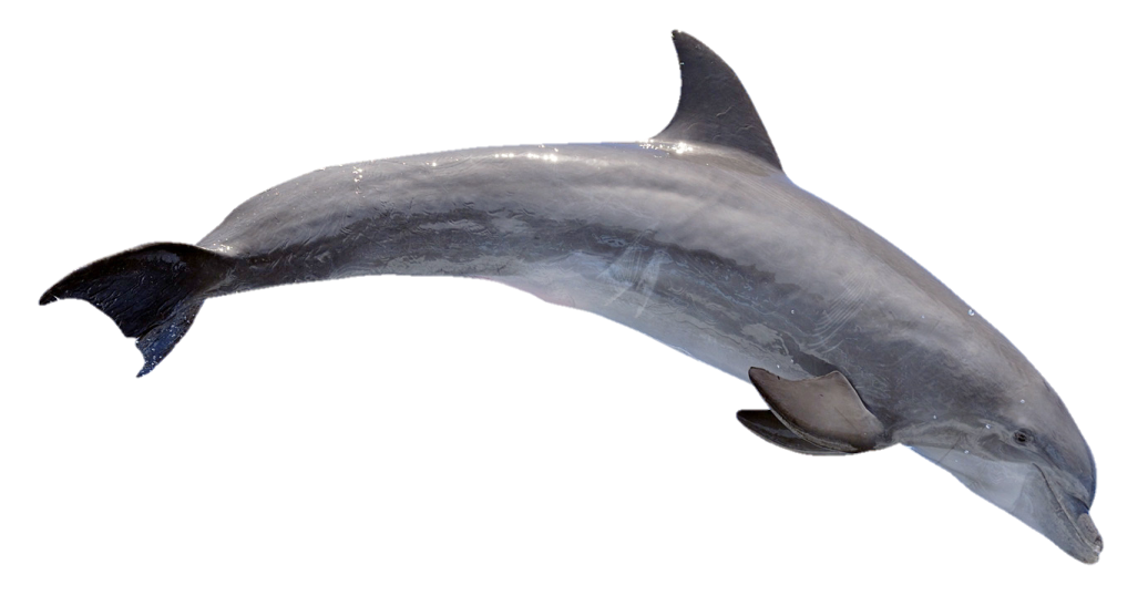 a dolphin jumping in the air on a white background