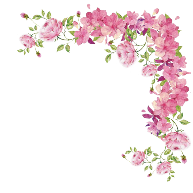 pink flowers on a white background