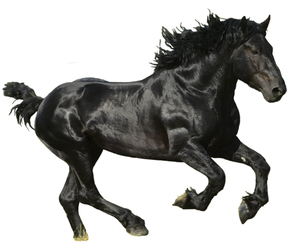 a black horse running on a white background