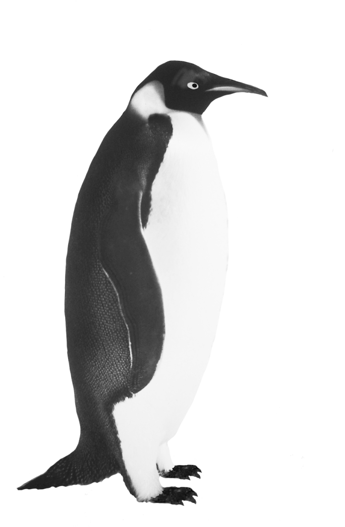a black and white photo of a penguin