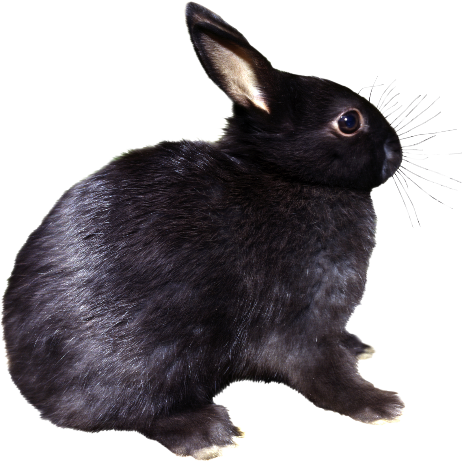 a black rabbit sitting on a white surface