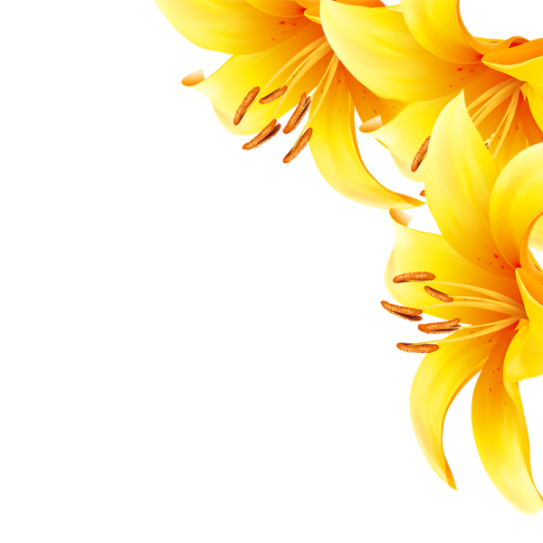 a bunch of yellow flowers on a white background