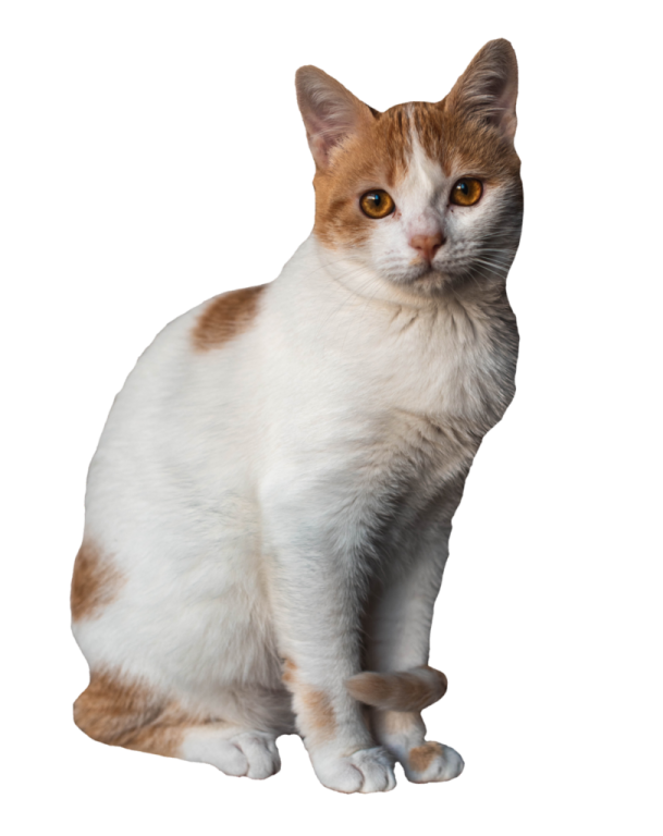 an orange and white cat sitting on the ground