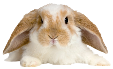 a brown and white rabbit on a white background