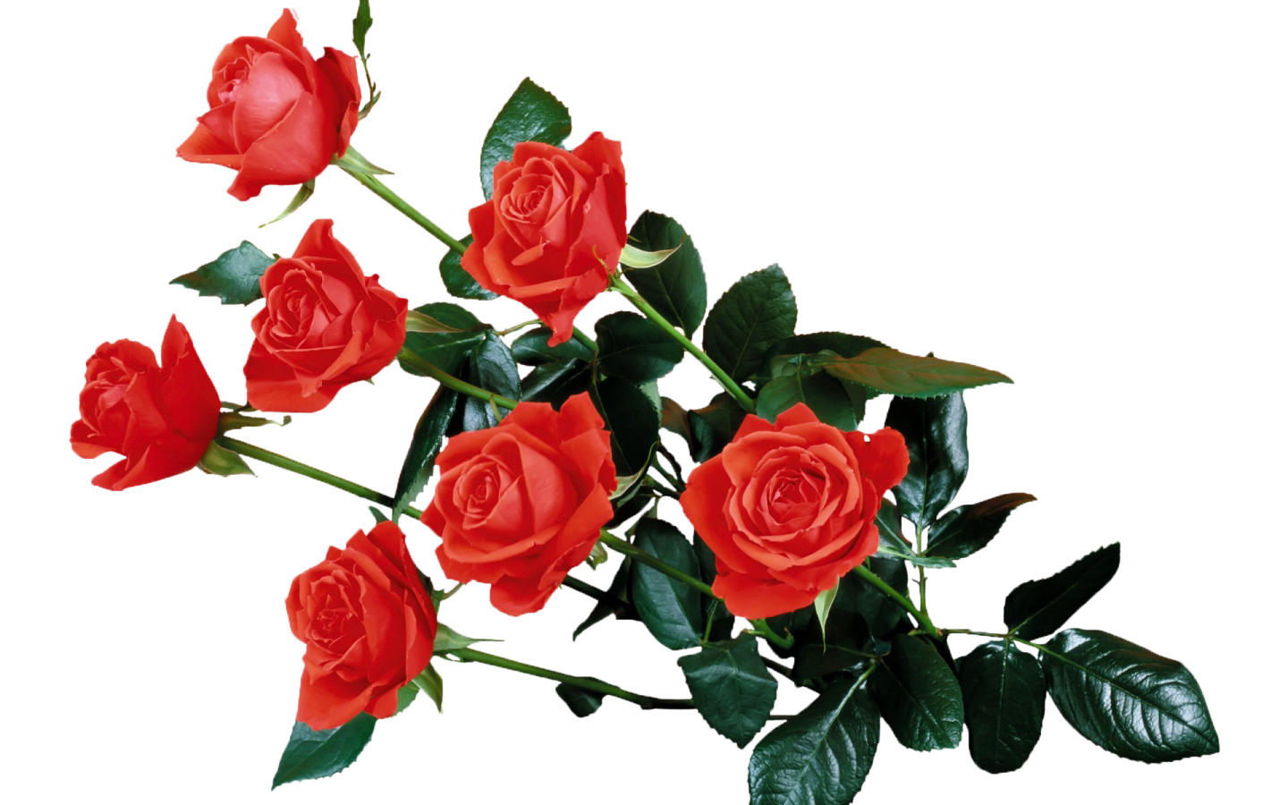 a bunch of red roses with green leaves