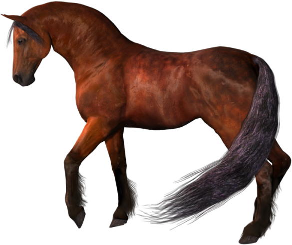a brown horse with black mane and tail