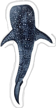 a whale swimming in the ocean