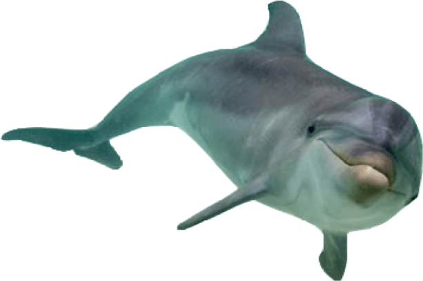 a dolphin swimming in the ocean