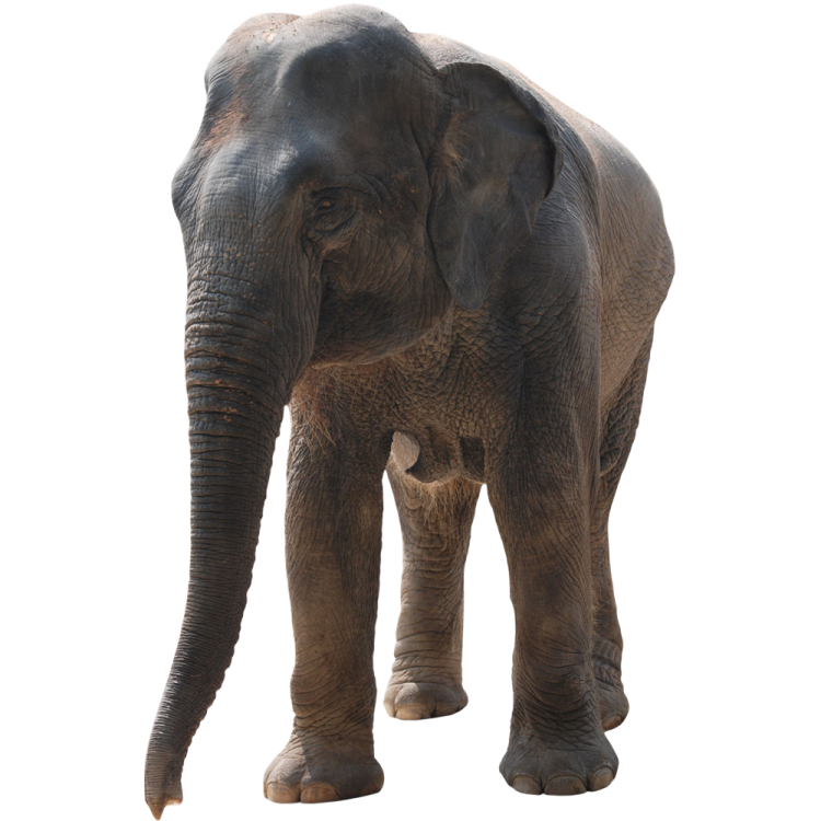 an elephant standing in front of a white background
