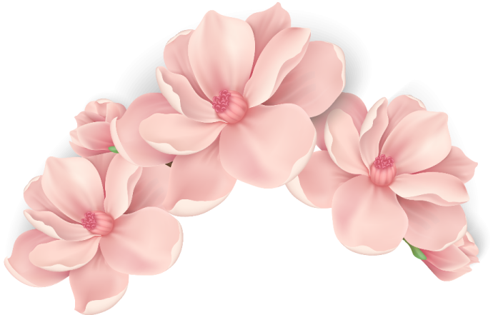 three pink flowers on a white background