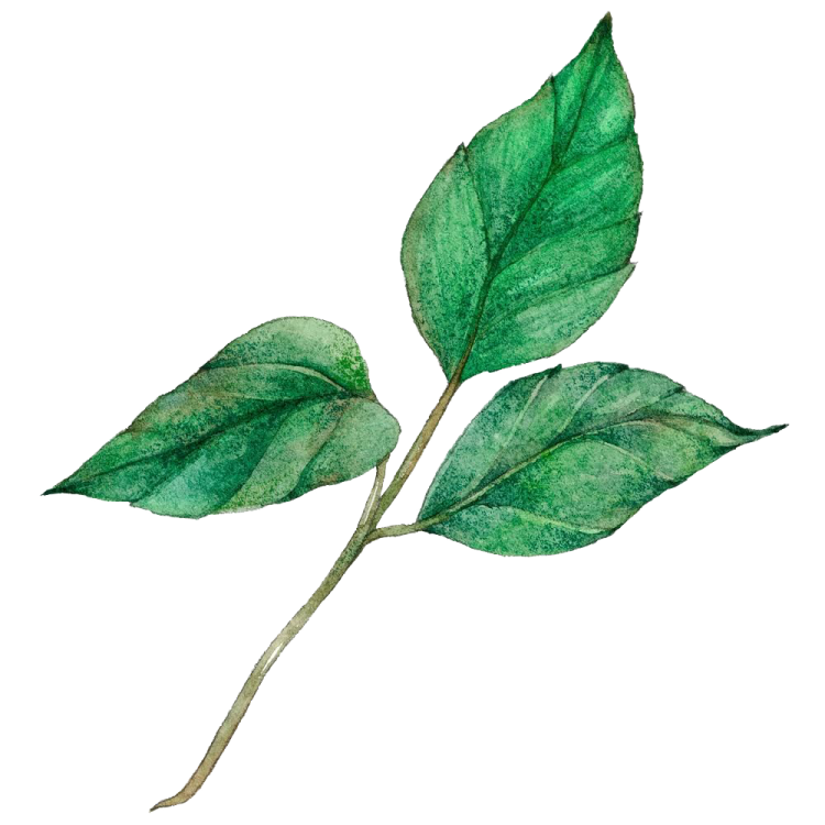 a watercolor painting of a green leaf