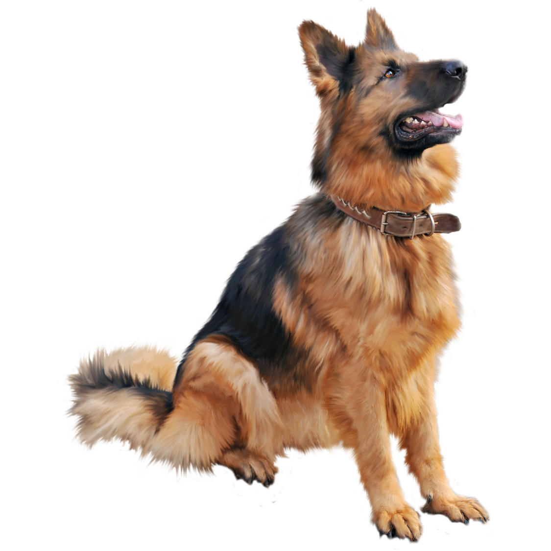 a brown and black dog sitting on a white background