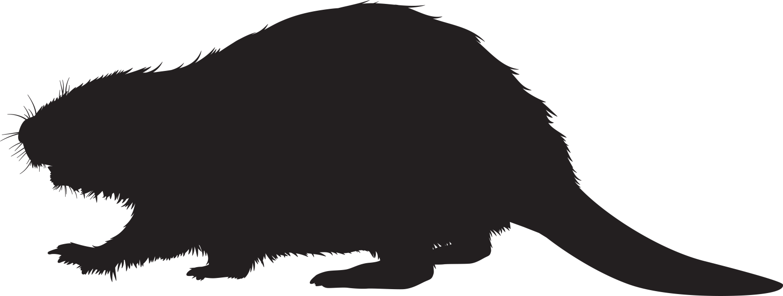 a black and white silhouette of a cat