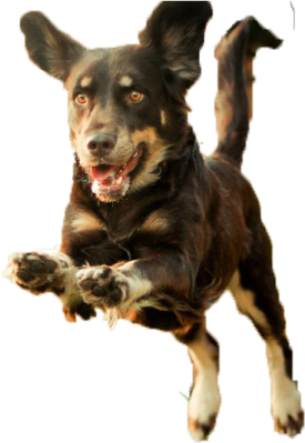 a black and brown dog jumping in the air