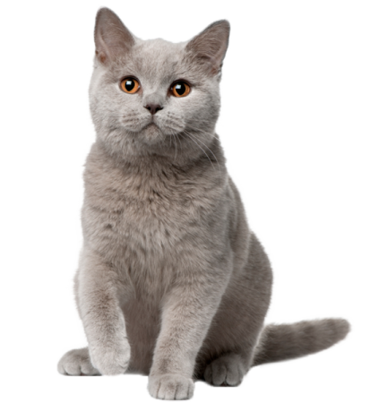 a gray cat sitting down looking at the camera