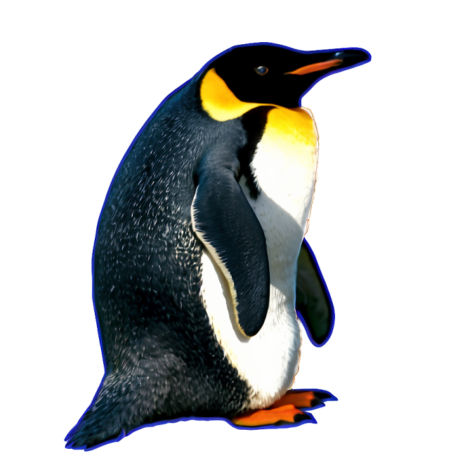 a close up of a penguin on a white background