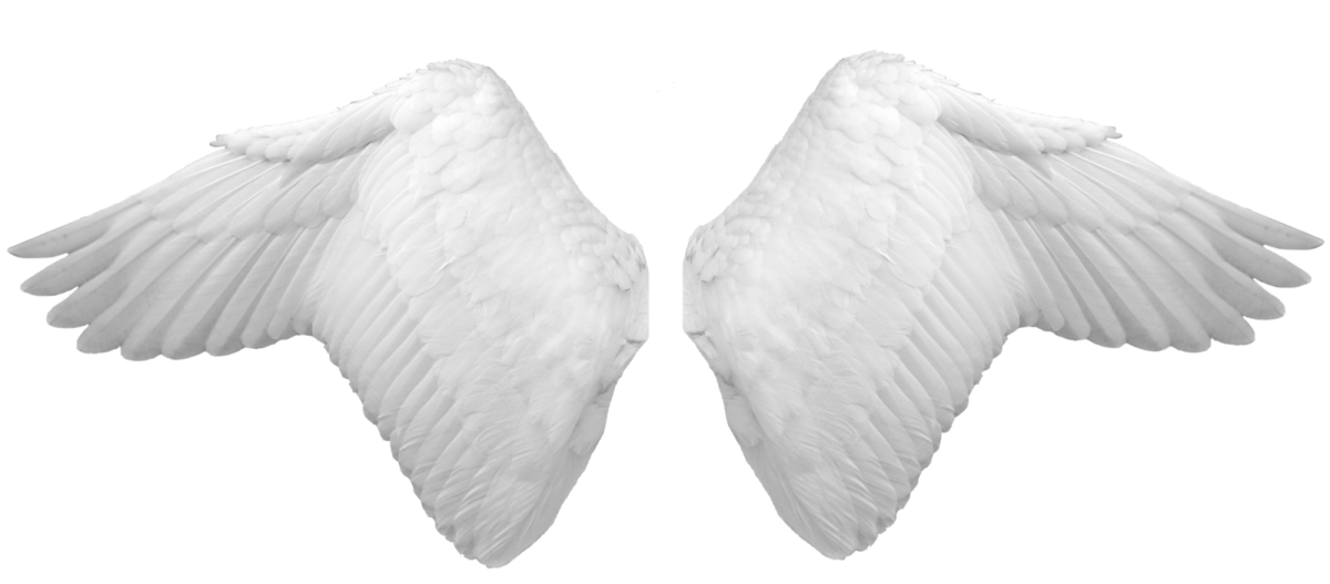 two white wings on a white background