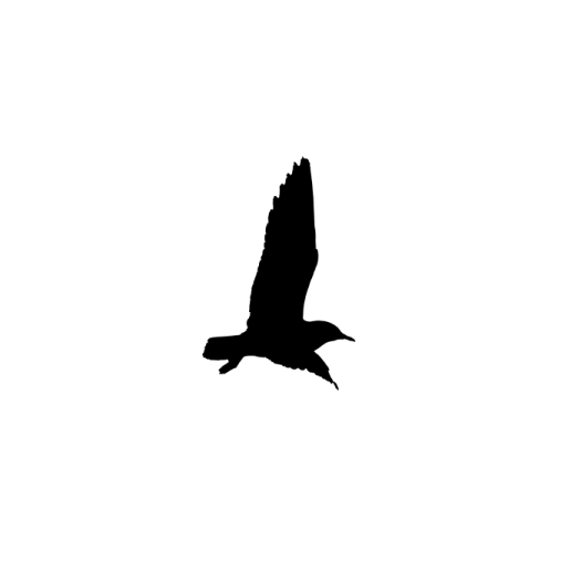 a silhouette of a bird flying in the sky
