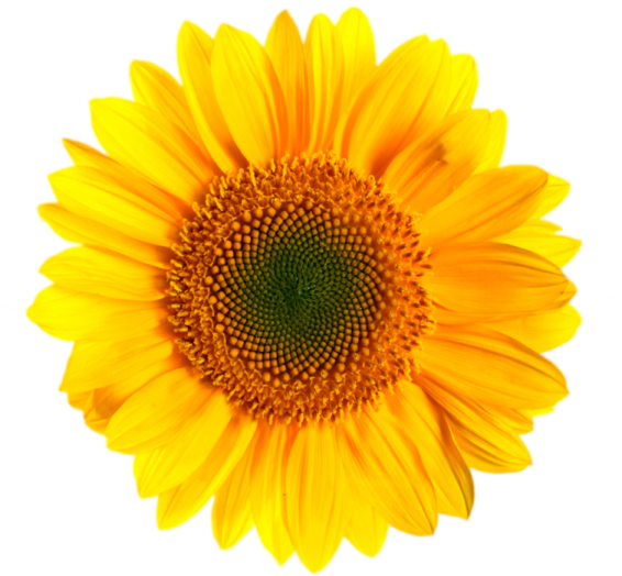 a yellow flower on a white background