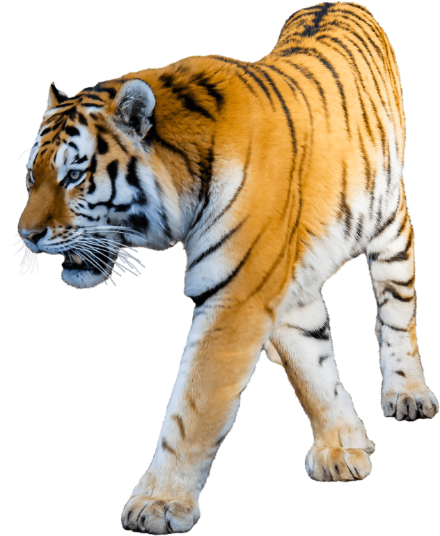 a tiger walking across a white background