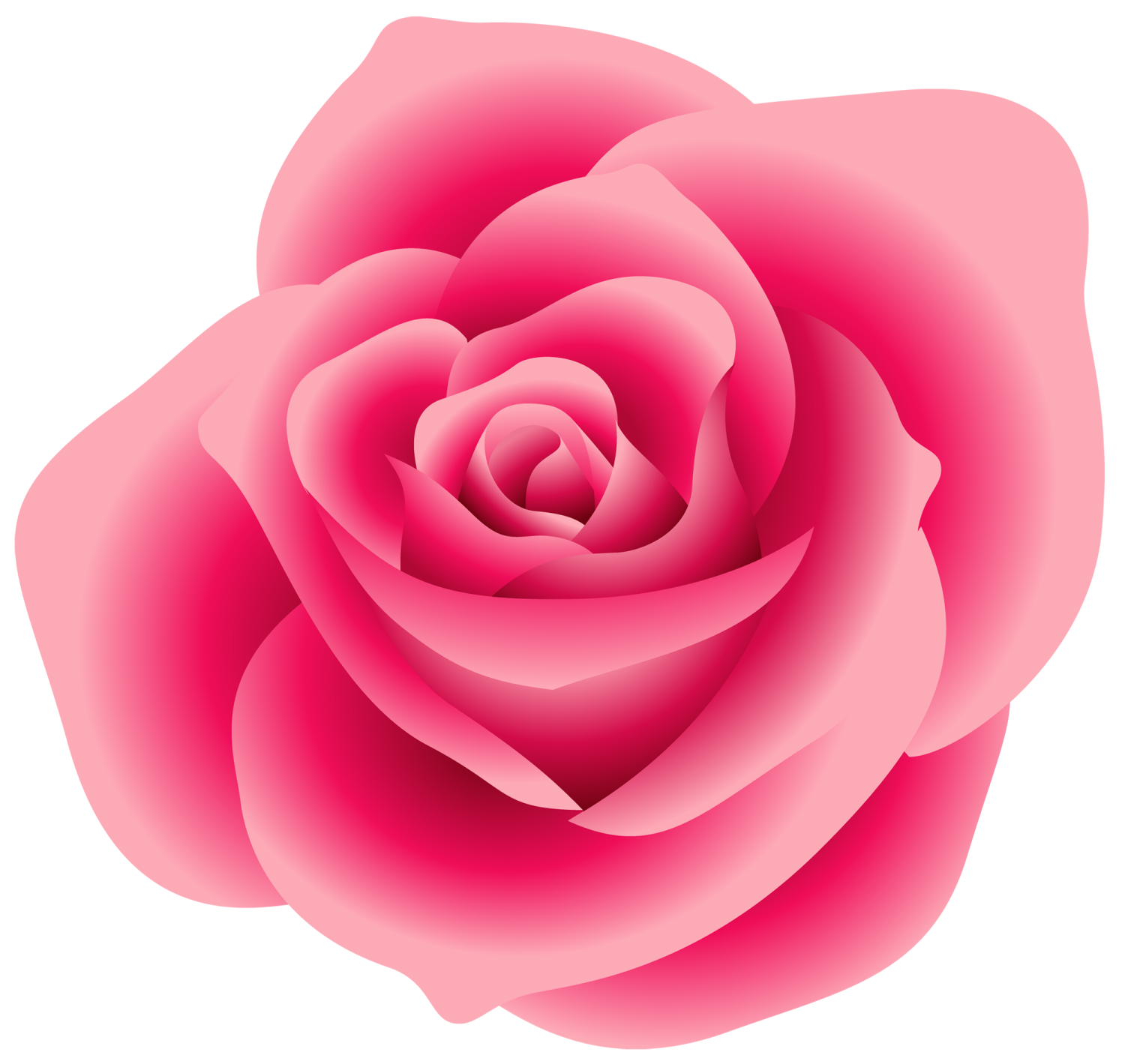 a pink rose on a white background