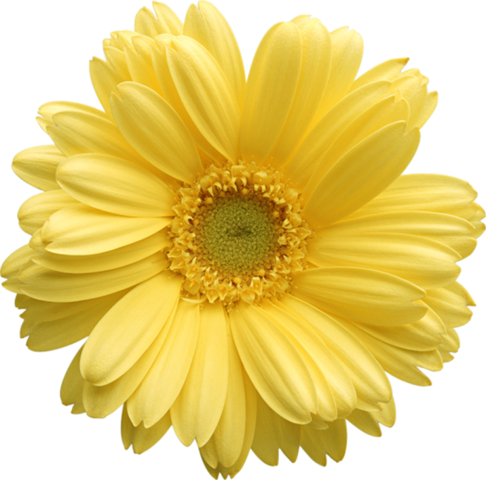 a yellow flower on a white background