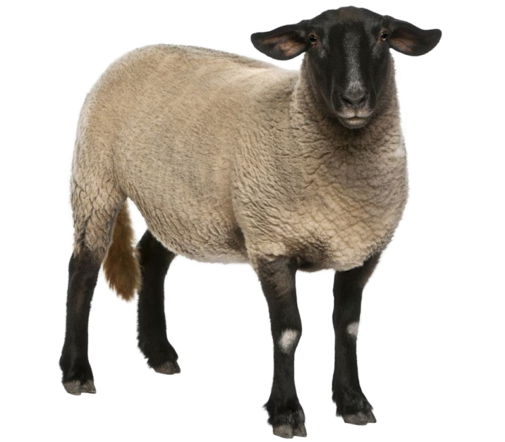 a sheep standing in front of a white background