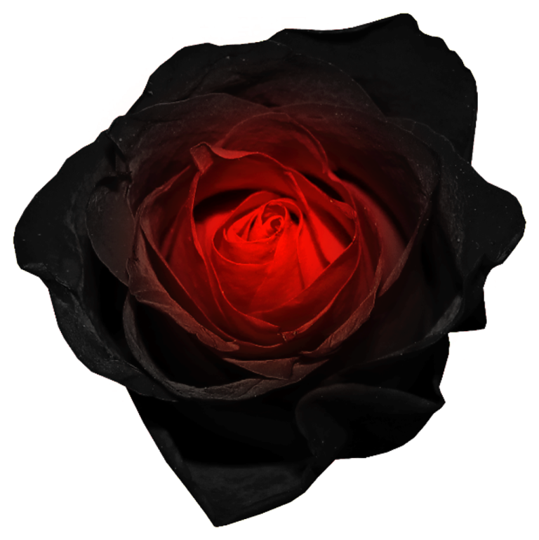 a red rose on a white background