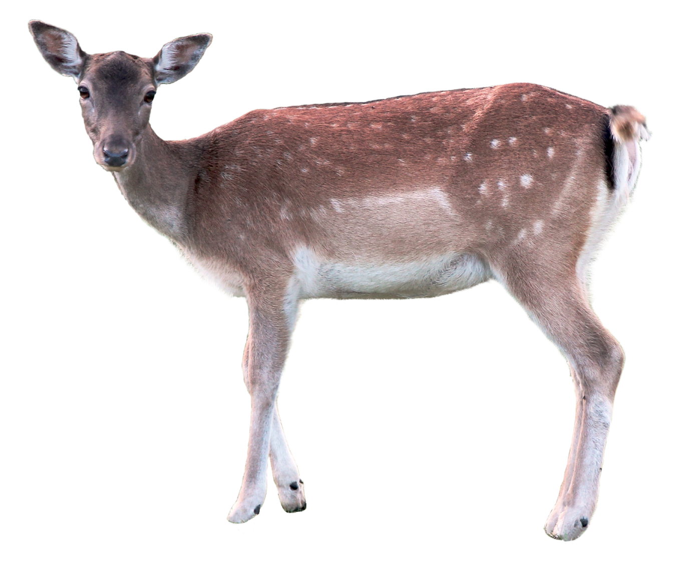 a small deer standing in front of a white background