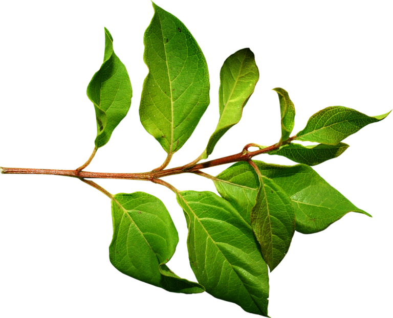 a branch with green leaves on it