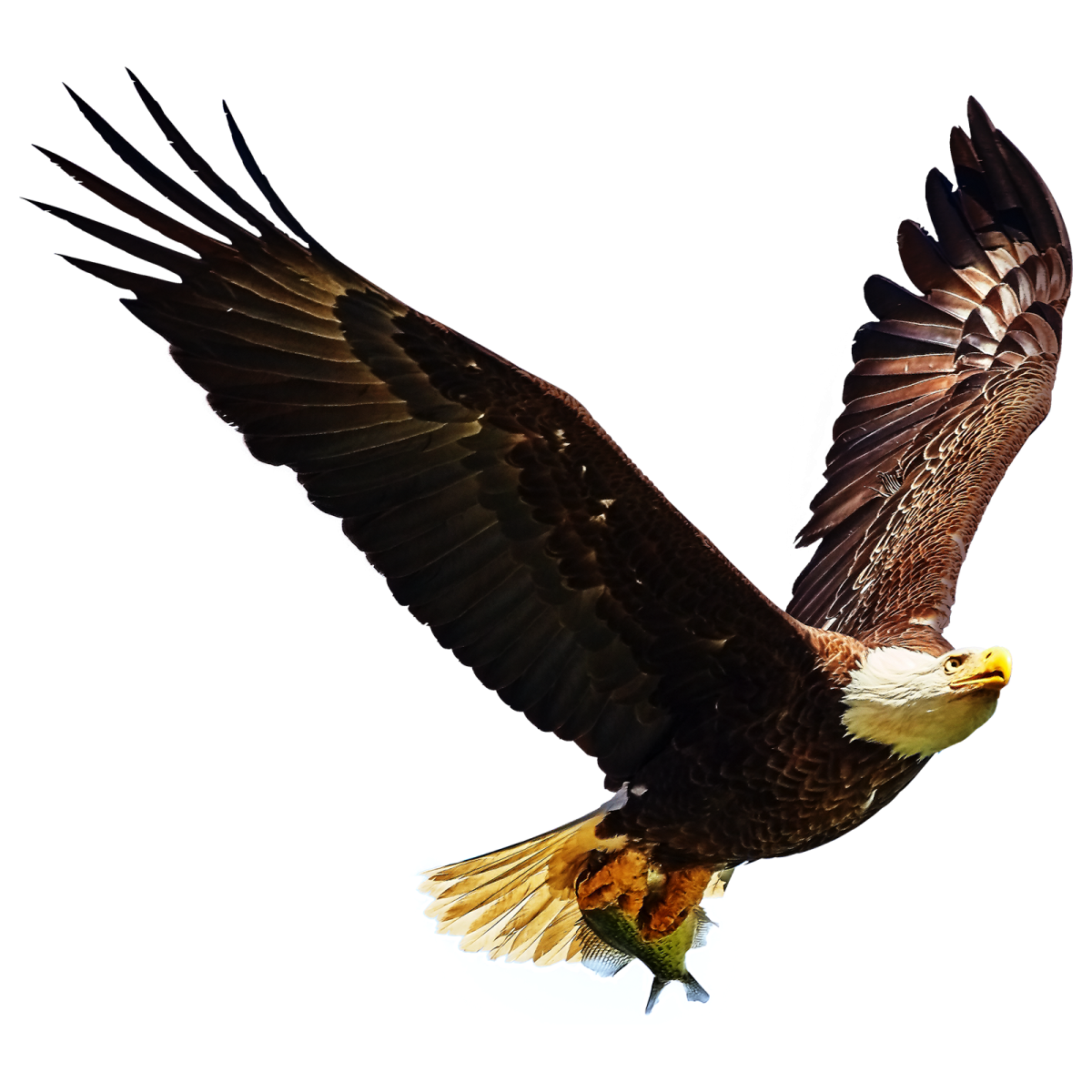 an eagle flying in the sky with its wings spread