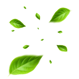 green leaves falling down on a white background