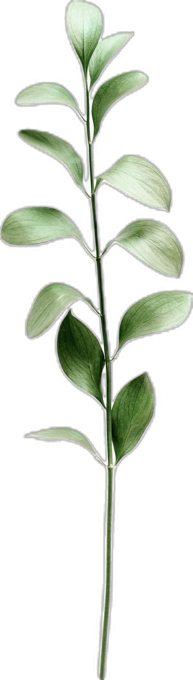 a drawing of a plant with leaves