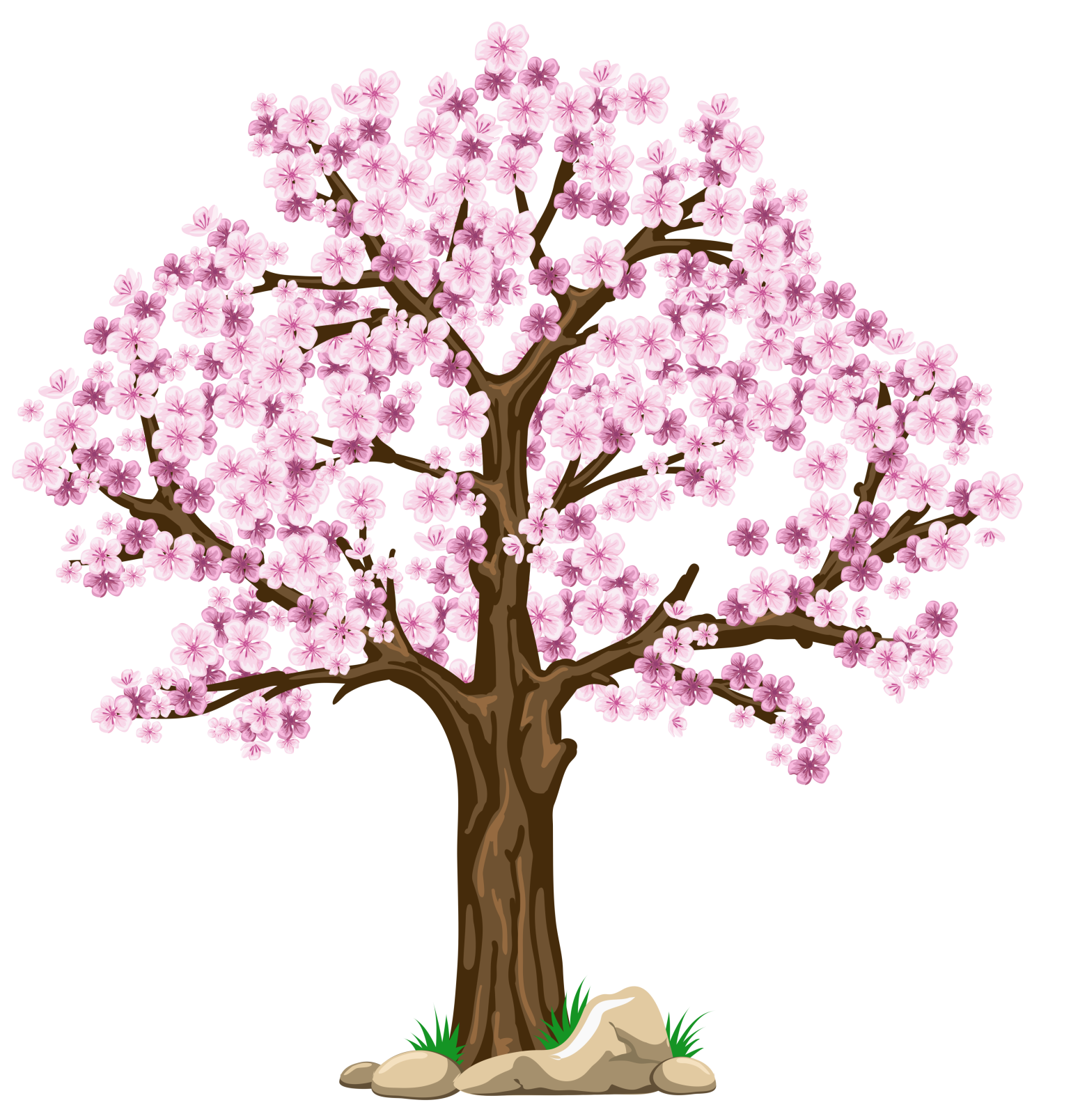 a cherry tree with pink flowers on white background