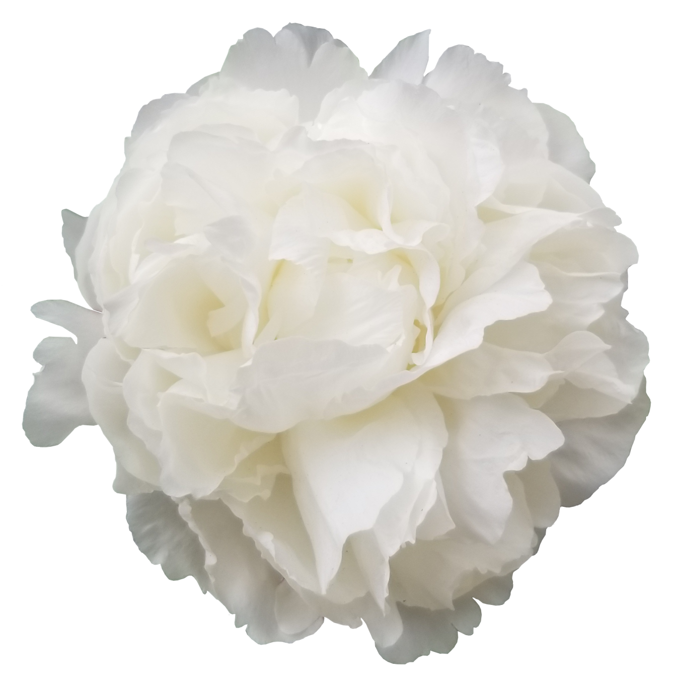 a large white flower on a white background