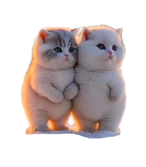 two kittens sitting next to each other cats