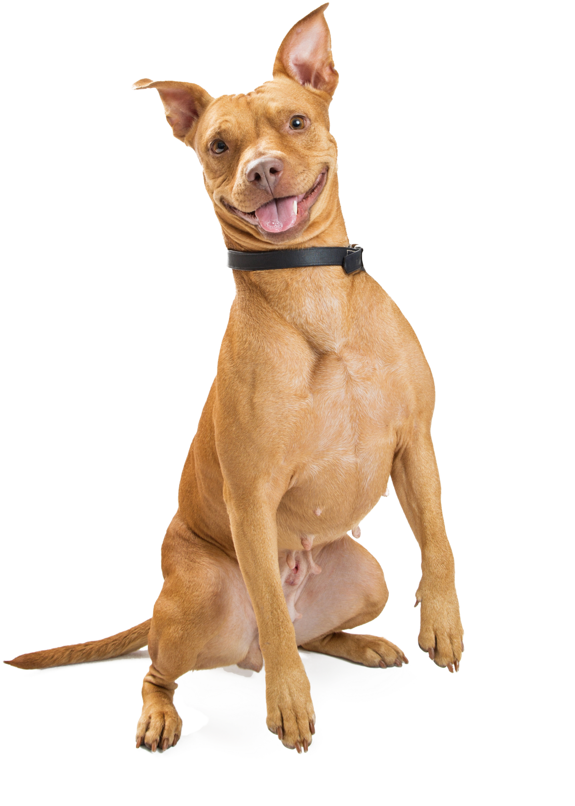 a dog sitting on the ground with its mouth open