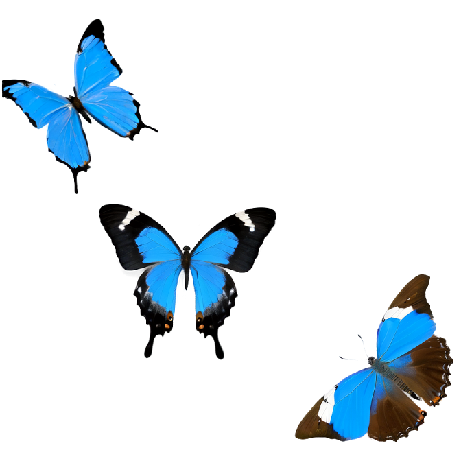 three blue butterflies on a white background