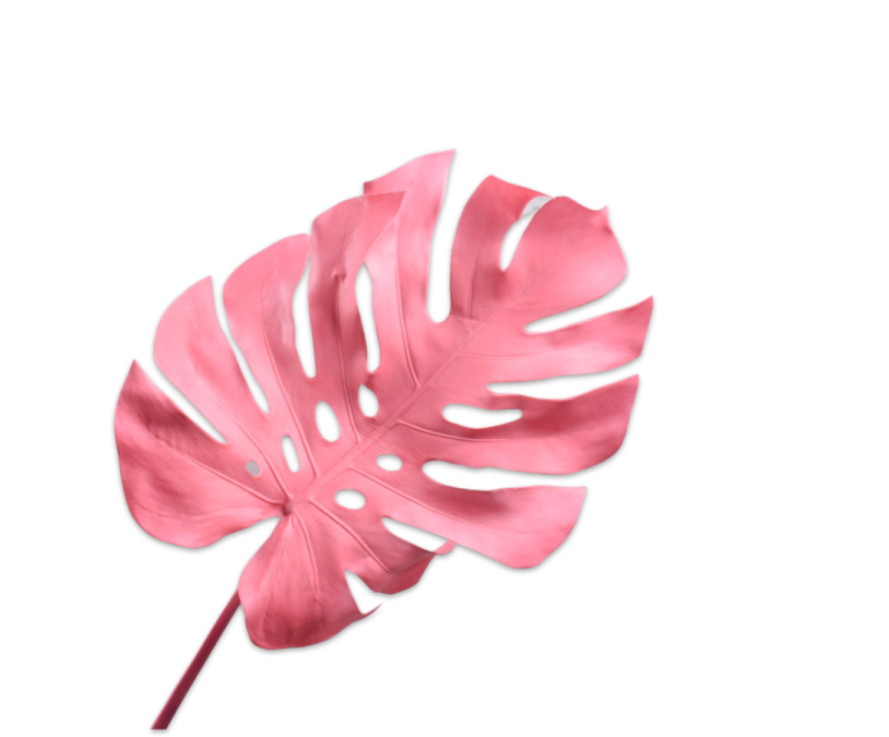 a pink palm leaf on a white background