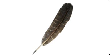 a feather on a white background