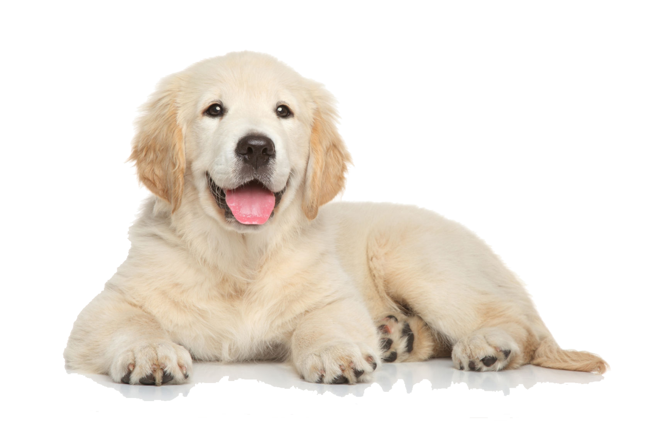 a dog laying down with its tongue out