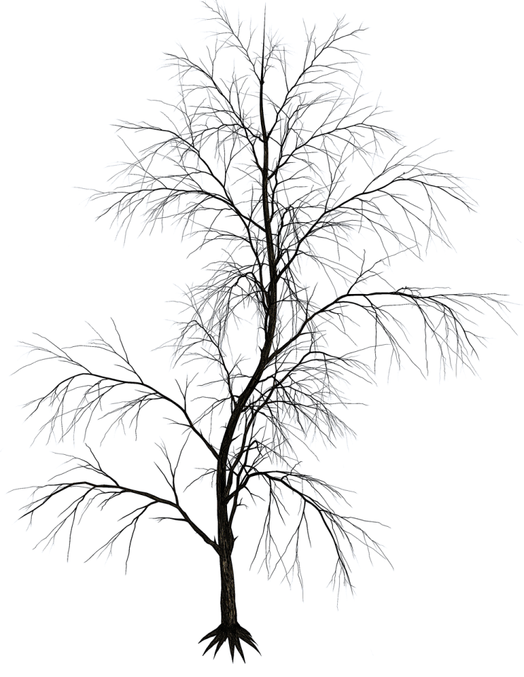 a bare tree with no leaves on it